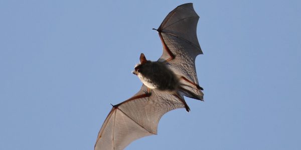Common Pipistrelle in fly, Pipistrellus pipistrellus